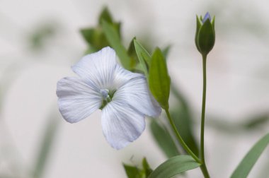 Flax (Linum usitatissimum) hafif arkaplan üzerinde çiçekler, yakın çekim, yerel odak