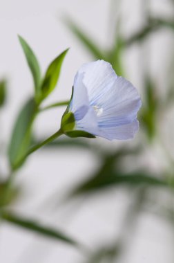 Flax (Linum usitatissimum) hafif arkaplan üzerinde çiçekler, yakın çekim, yerel odak