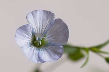 Flax (Linum usitatissimum) hafif arkaplan üzerinde çiçekler, yakın çekim, yerel odak