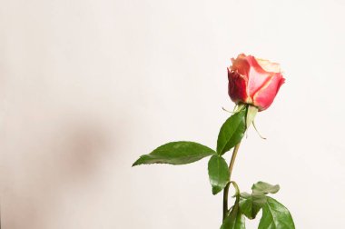 Beyaz arkaplanda gül çiçeği yakın plan