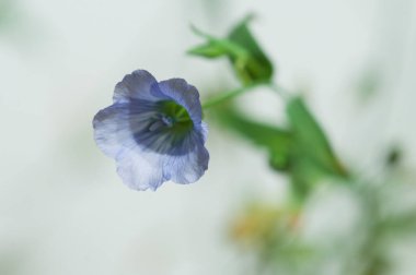 Flax (Linum usitatissimum) hafif arkaplan üzerinde çiçekler, yakın çekim, yerel odak