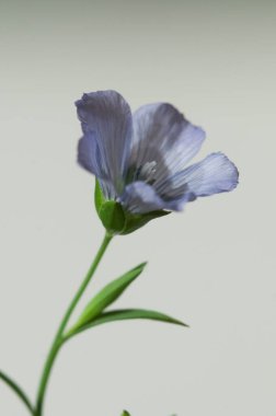 Flax (Linum usitatissimum) hafif arkaplan üzerinde çiçekler, yakın çekim, yerel odak