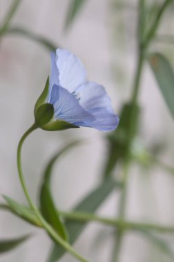 Flax (Linum usitatissimum) hafif arkaplan üzerinde çiçekler, yakın çekim, yerel odak