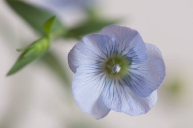 Flax (Linum usitatissimum) hafif arkaplan üzerinde çiçekler, yakın çekim, yerel odak
