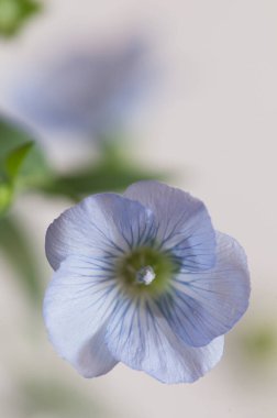 Flax (Linum usitatissimum) hafif arkaplan üzerinde çiçekler, yakın çekim, yerel odak