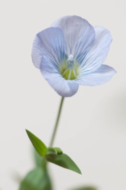 Flax (Linum usitatissimum) hafif arkaplan üzerinde çiçekler, yakın çekim, yerel odak