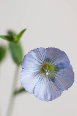Flax (Linum usitatissimum) hafif arkaplan üzerinde çiçekler, yakın çekim, yerel odak