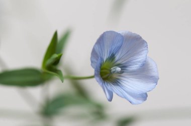 Flax (Linum usitatissimum) hafif arkaplan üzerinde çiçekler, yakın çekim, yerel odak