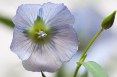 Flax (Linum usitatissimum) hafif arkaplan üzerinde çiçekler, yakın çekim, yerel odak