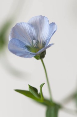Flax (Linum usitatissimum) hafif arkaplan üzerinde çiçekler, yakın çekim, yerel odak