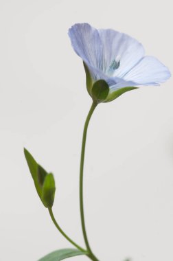 Flax (Linum usitatissimum) hafif arkaplan üzerinde çiçekler, yakın çekim, yerel odak