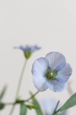 Flax (Linum usitatissimum) hafif arkaplan üzerinde çiçekler, yakın çekim, yerel odak