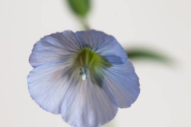 Flax (Linum usitatissimum) hafif arkaplan üzerinde çiçekler, yakın çekim, yerel odak