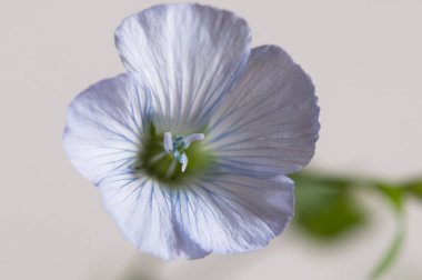 Flax (Linum usitatissimum) hafif arkaplan üzerinde çiçekler, yakın çekim, yerel odak