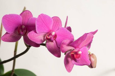 Phalaenopsis orkide çiçekleri açık arkaplanda (kelebek orkidesi)