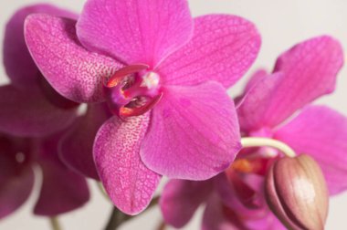 Phalaenopsis orkide çiçekleri açık arkaplanda (kelebek orkidesi)