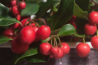 Gaultheria procumbens böğürtlenleri.