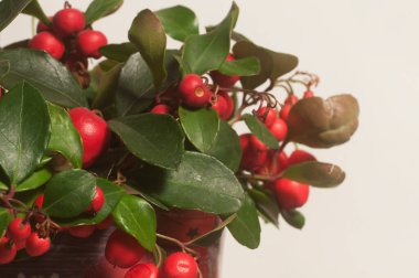 Gaultheria procumbens böğürtlenleri.
