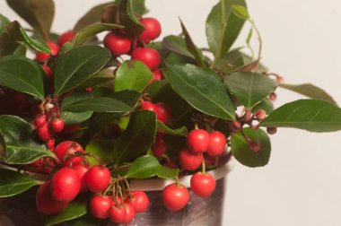 Gaultheria procumbens berries cloeu up shot local focus clipart