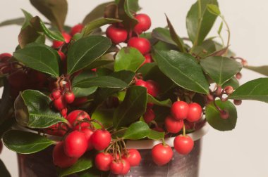 Gaultheria procumbens böğürtlenleri.