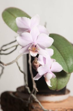 Phalaenopsis orkide çiçekleri açık arkaplanda (kelebek orkidesi)