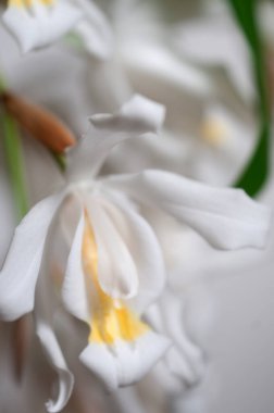 Coelogyne Cristata orkidesi çiçekleri, yakın çekim.