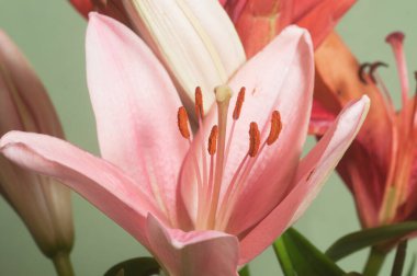 Pembe zambak çiçeği, yeşil arka plan, yakın plan.