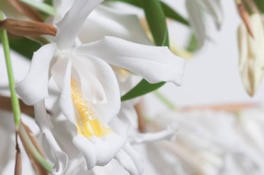 Coelogyne Cristata orkidesi çiçekleri, yakın çekim.