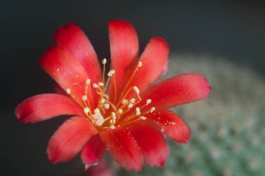Rebutia minuscula kaktüs çiçeği, yakın çekim, yerel odaklanma