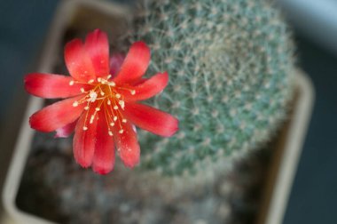 Rebutia minuscula kaktüs çiçeği, yakın çekim, yerel odaklanma