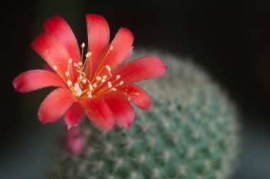 Rebutia minuscula kaktüs çiçeği, yakın çekim, yerel odaklanma