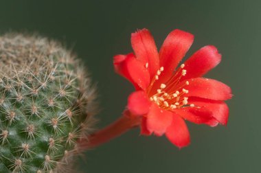 Rebutia minuscula kaktüs çiçeği, yakın çekim, yerel odaklanma