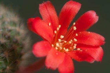 Rebutia minuscula kaktüs çiçeği, yakın çekim, yerel odaklanma