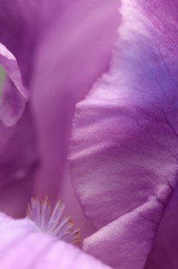 Çiçek parçasının makro çekiminin yerel odak noktası olmasına sevindim