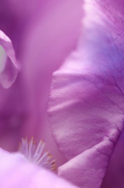 Çiçek parçasının makro çekiminin yerel odak noktası olmasına sevindim