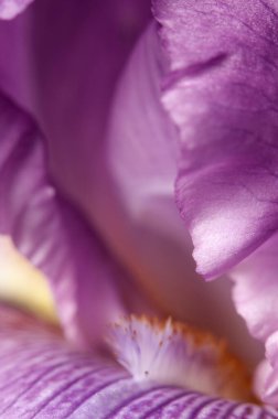 Çiçek parçasının makro çekiminin yerel odak noktası olmasına sevindim