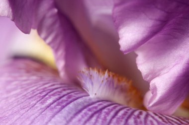 Çiçek parçasının makro çekiminin yerel odak noktası olmasına sevindim