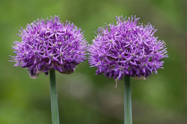 Allium Květiny Zavřít Záběr Venku — Stock fotografie