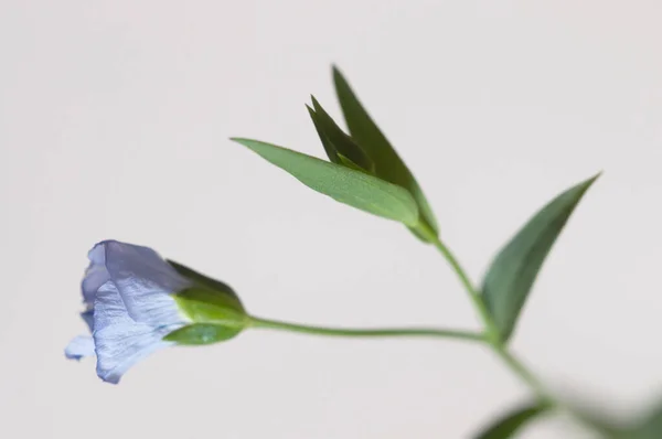 Lino Linum Usitatissimum Flores Sobre Fondo Claro Plano Cerca Enfoque —  Fotos de Stock