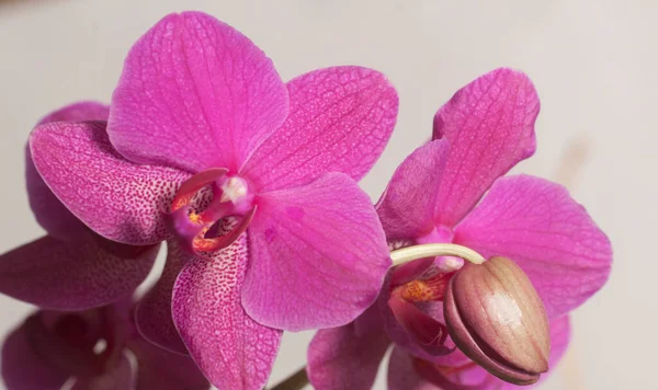 Цветы Орхидеи Фаленопсис Светлом Фоне Орхидея Бабочки — стоковое фото