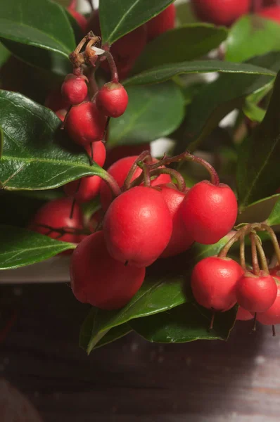 Gaultheria Procumbens Berries Cloeu Shot Local Focus — Stock fotografie