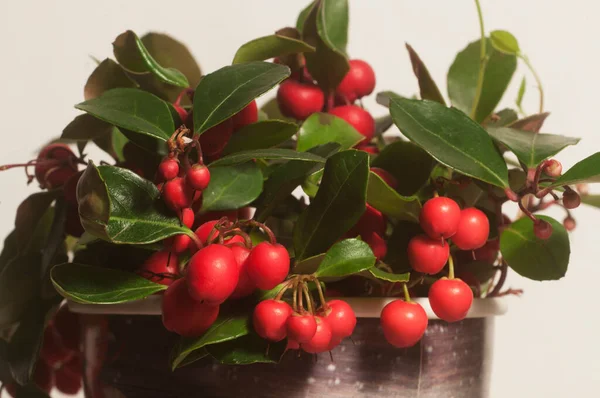 Gaultheria Procumbens Bär Cloeu Upp Sköt Lokal Fokus — Stockfoto