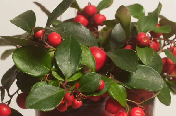 Gaultheria Procumbens Bär Cloeu Upp Sköt Lokal Fokus — Stockfoto