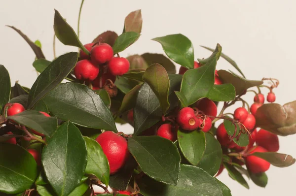 Gaultheria procumbens böğürtlenleri.