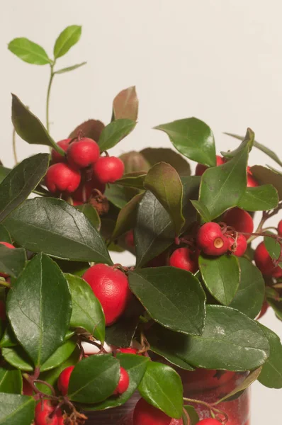 Gaultheria procumbens böğürtlenleri.