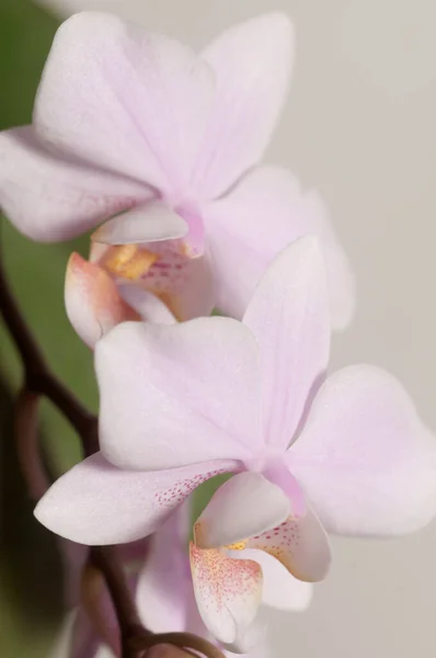 Flores Orquídea Phalaenopsis Fundo Claro Orquídea Borboleta — Fotografia de Stock