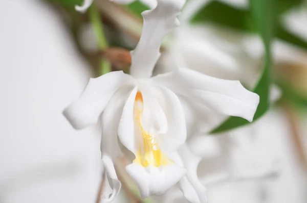 Flores Coelogyne Cristata Orchid Primer Plano —  Fotos de Stock