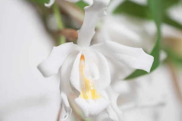 Fiori Orchidea Cristata Coelogyne Primo Piano Colpo — Foto Stock