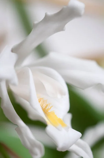 Flowers Coelogyne Cristata Orchid Close Shot — Stock Photo, Image