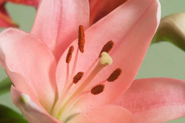 Roze Lelie Bloem Ower Groene Achtergrond Closeup — Stockfoto